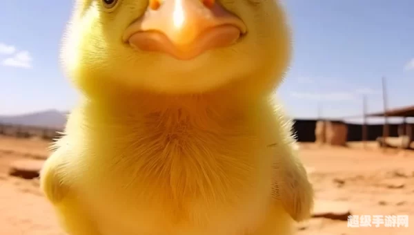 小黄鸡是什么