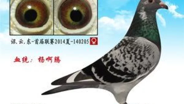 鸽子小姐