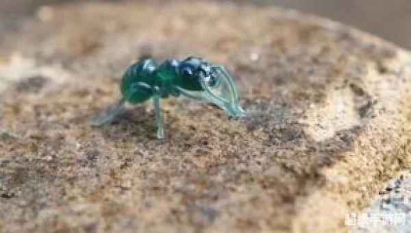 雕虫小技的虫原指什么